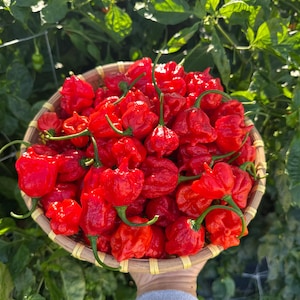 Peut inclure: Un panier débordant de piments rouges vifs, probablement des Carolina Reapers, avec des tiges vertes. Les piments sont dans un panier en osier, sur fond de feuillage vert. Les piments sont fraîchement récoltés.