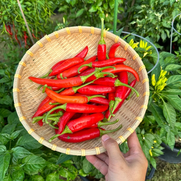 Vietnam Yellow Horn (Sừng Vàng) Pepper Seeds