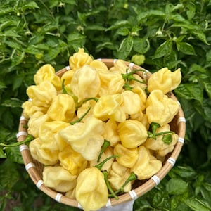 May include: A woven basket filled with pale yellow habanero peppers, each with a green stem. The basket is held against a backdrop of lush green foliage. The peppers are ripe and ready for harvest.