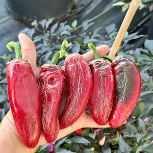 Dieghito Jalapeño X Pepper Seeds