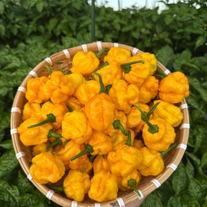 Papa Dreadie Scotch Bonnet Pepper Seeds