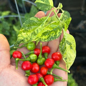 Ninfadora Pepper Seeds