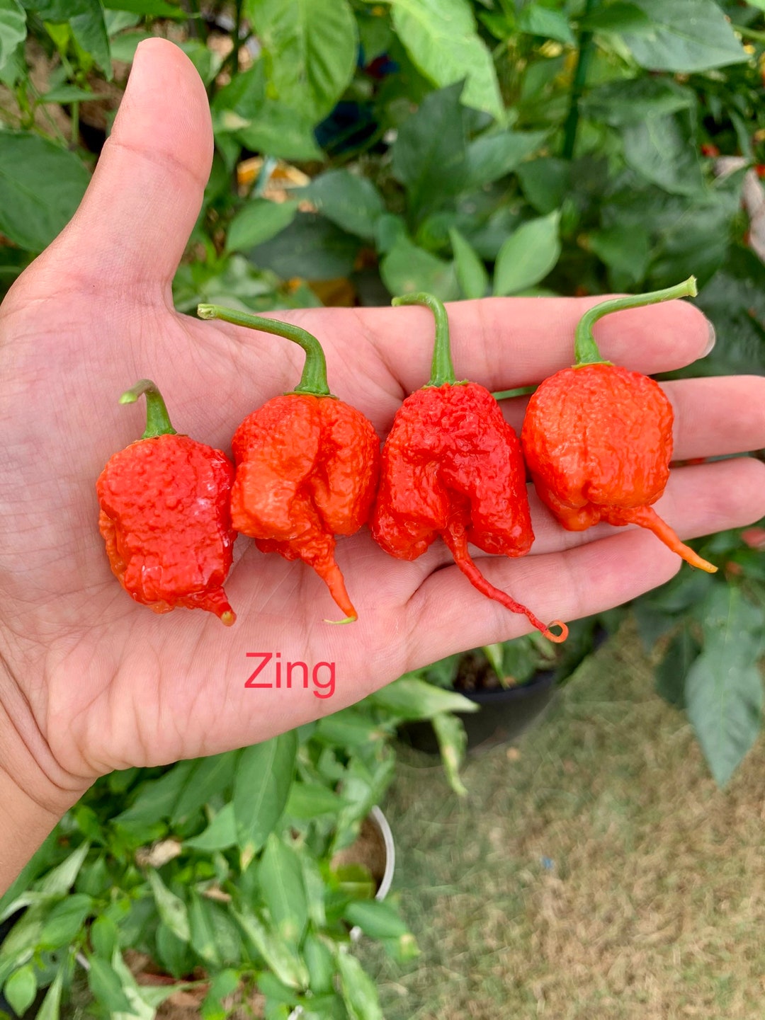 Zing Pepper Seeds Etsy