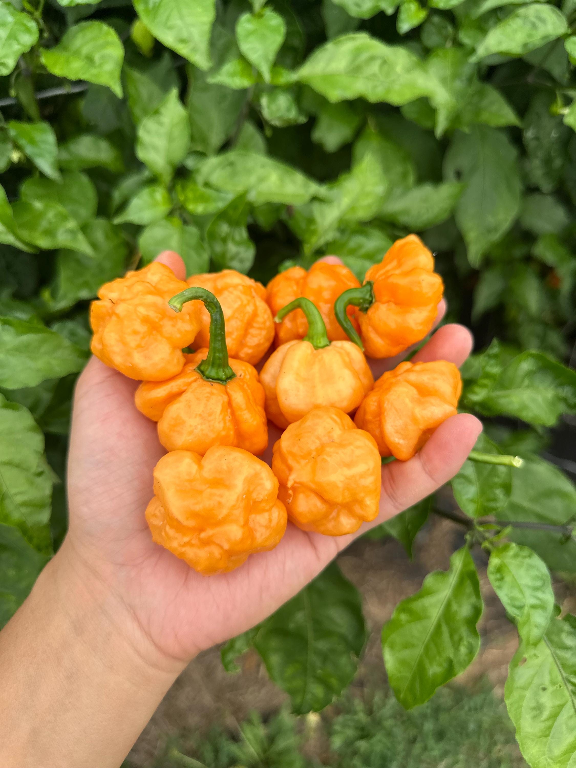 Scotch Brain Peach Pepper Seeds - Etsy