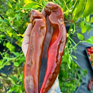 Sweet Palermo Chocolate Pepper Seeds