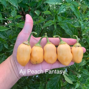 Aji peach fantasy pepper seeds