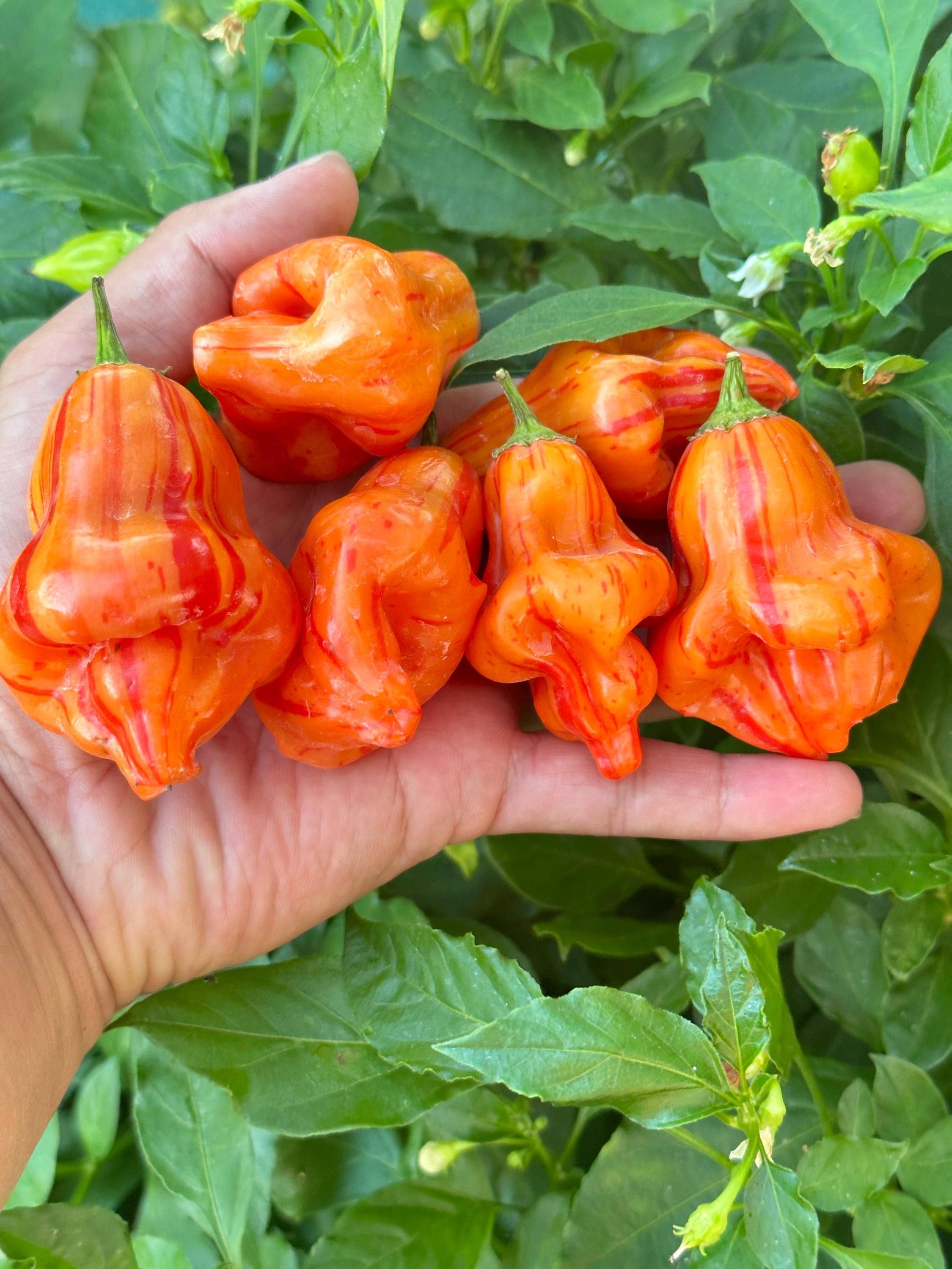 Tangerine Tiger Pepper Seeds - Etsy Canada