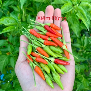 Xiêm Rừng Pepper Seeds