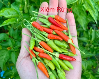 Xiêm Rừng Pepper Seeds