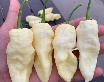 Pode incluir: Apresentam-se quatro pimentas brancas com caules verdes. As pimentas têm uma textura irregular e são seguradas numa mão. Mais pimentas e uma superfície de madeira escura são visíveis no fundo.