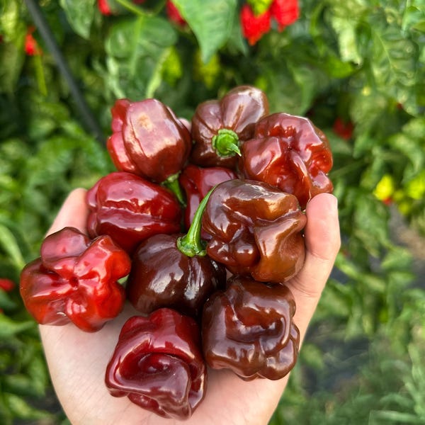 Chocolate Scotch Bonnet Pepper Seeds