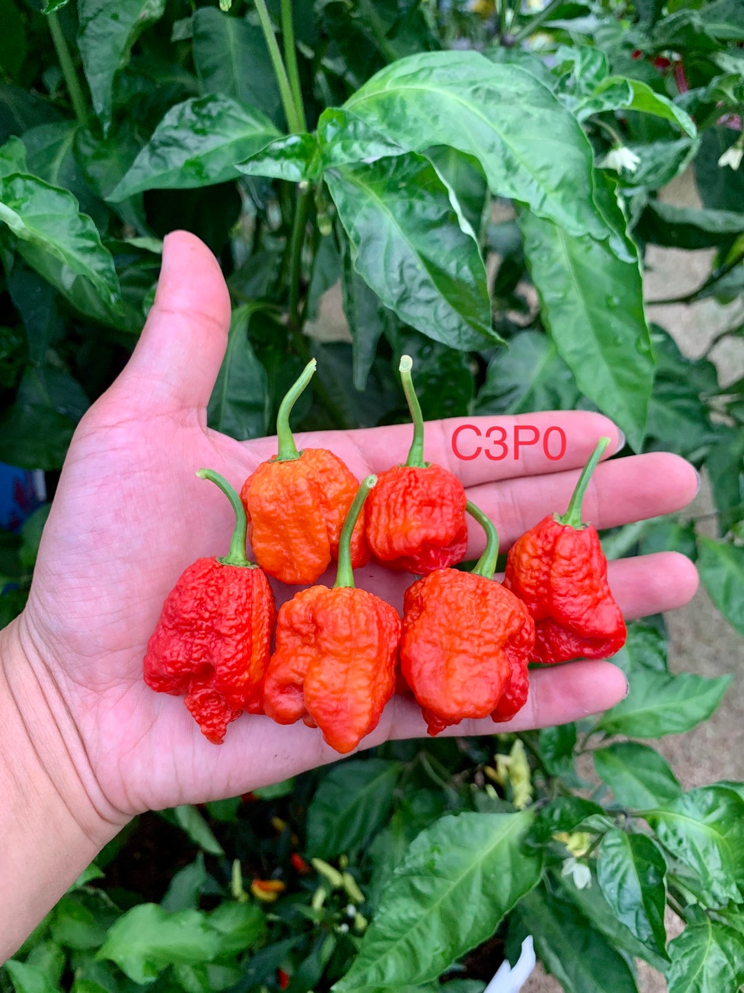 C3P0 Pepper Seeds Etsy