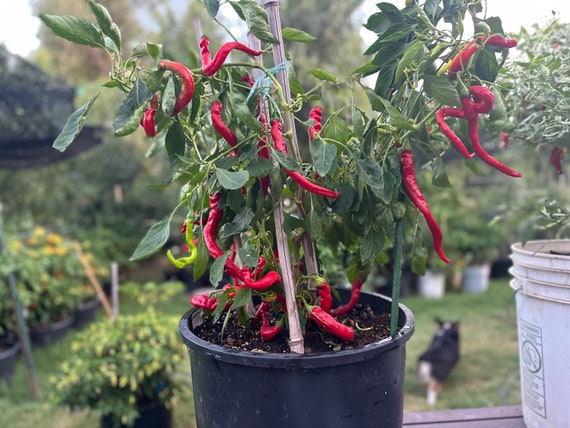 Hangjiao #8 Total Eclipse Pepper Seeds - Etsy