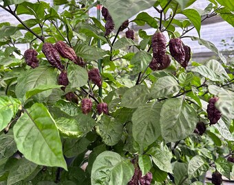 Borg 9 Purple/red Pepper Seeds - Etsy