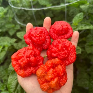 Semillas de pimiento rojo Scotch Brain