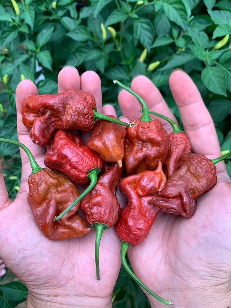 Chocolate Trex Pepper Seeds Etsy