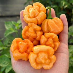 Bahamian Goat Pepper Seeds