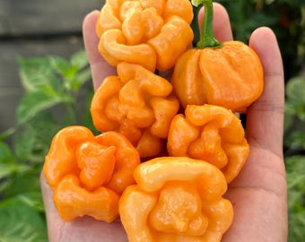 Bahamian Goat Pepper Seeds