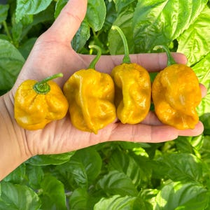 Trinidad Moruga Scorpion Gold Pepper Seeds