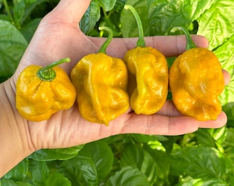 Trinidad Moruga Scorpion Gold Pepper Seeds