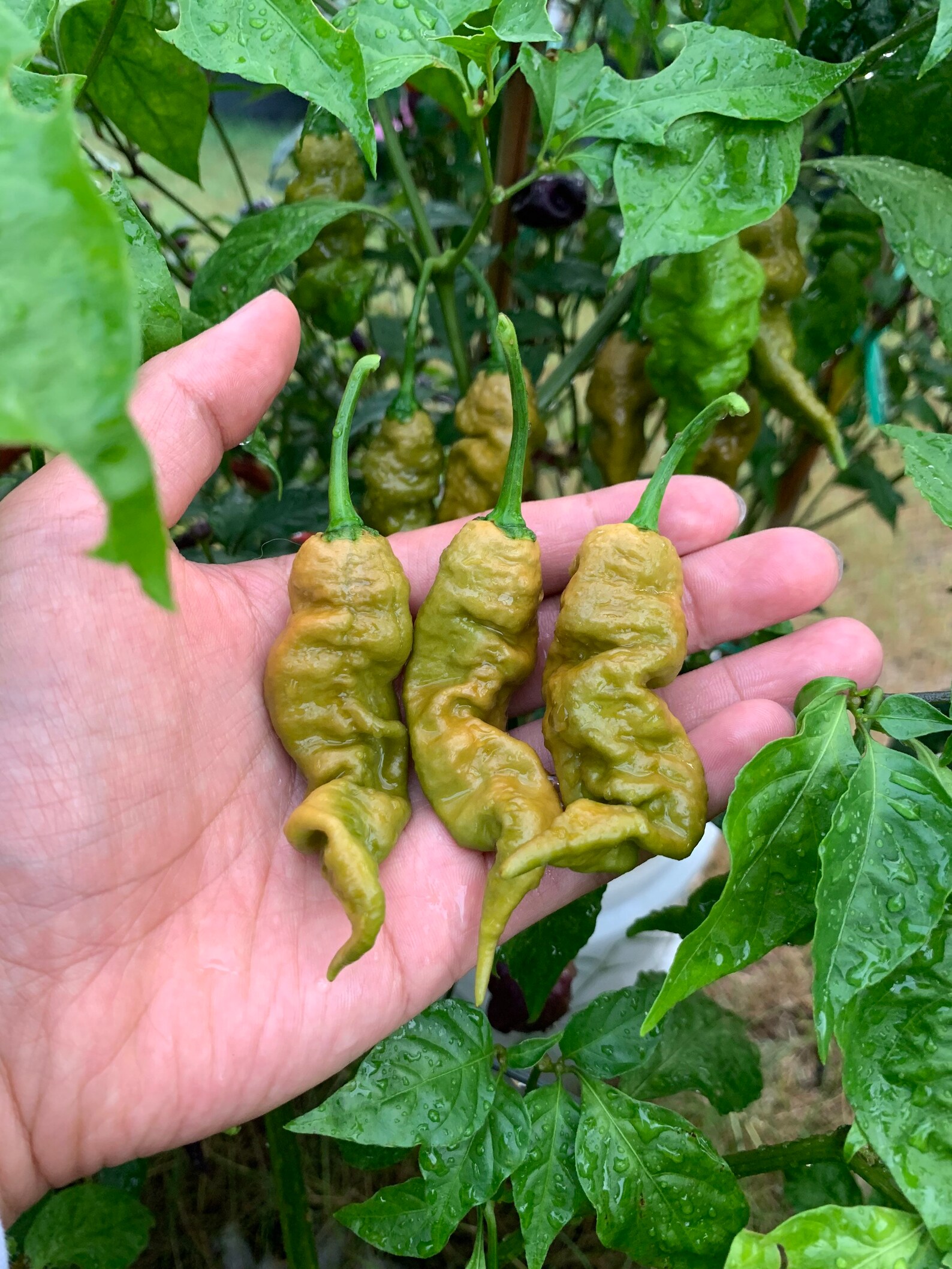 Golden Primotalii Pepper Seeds Etsy