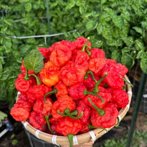 Jamaican Red Scotch Bonnet Pepper Seeds