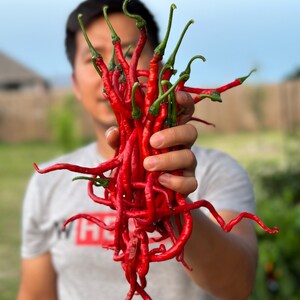 May include: A handful of vibrant red chili peppers with long, slender shapes and green stems. The peppers are held up in front of a person, with a blurred background of greenery and sky. The peppers appear fresh and ready to be used.