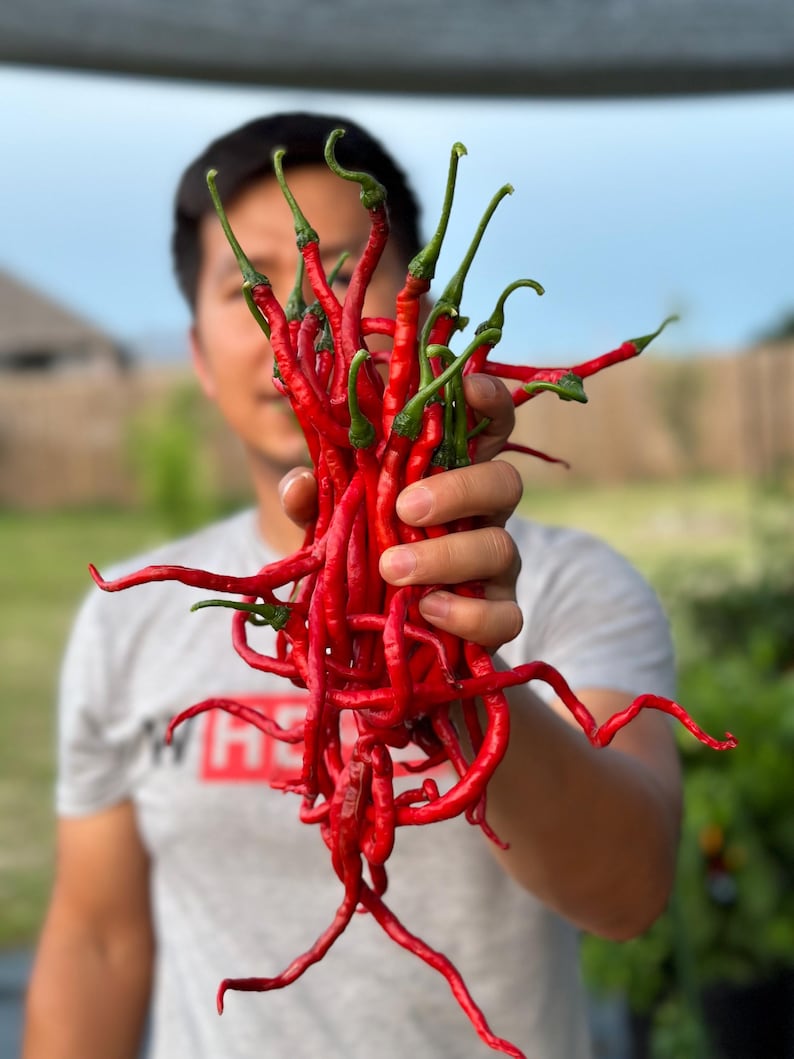 May include: A handful of vibrant red chili peppers with long, slender shapes and green stems. The peppers are held up in front of a person, with a blurred background of greenery and sky. The peppers appear fresh and ready to be used.