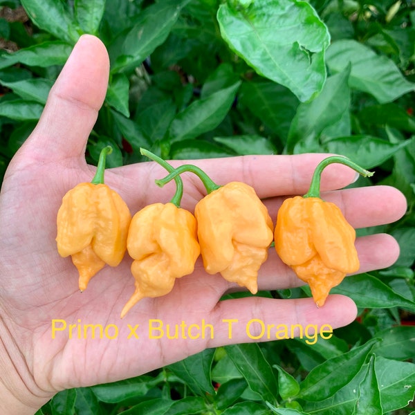 Primo x Butch T Orange Pepper Seeds