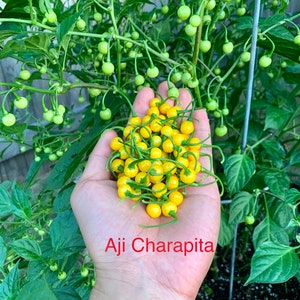Aji Charapita Pepper Seeds