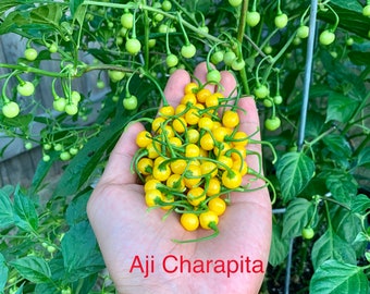Aji Charapita Pepper Seeds