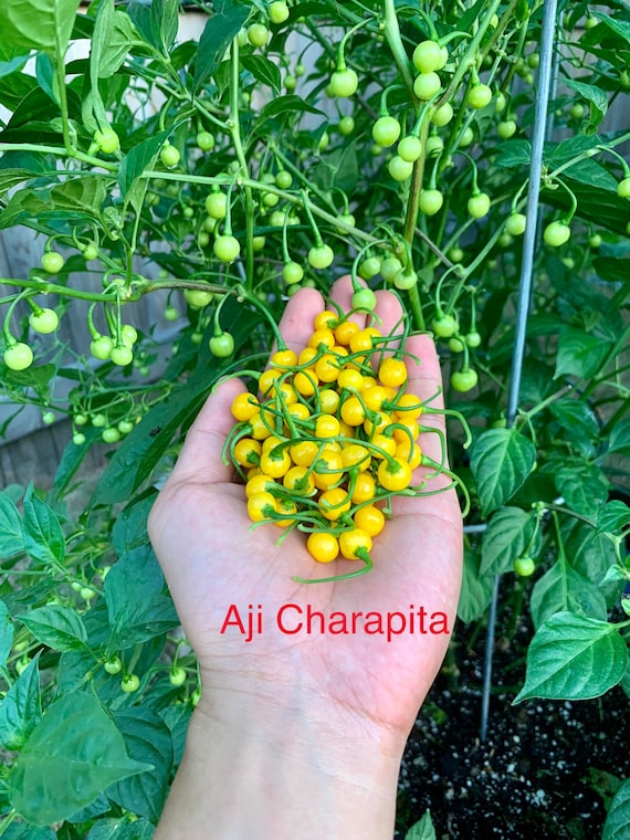Aji Charapita Pepper Seeds - Etsy