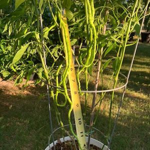 May include: A potted pepper plant with long, green peppers, supported by a wire frame. A yellow measuring tape shows the peppers are approximately 12 inches long. The plant has green leaves and is in a white pot on a grassy surface.