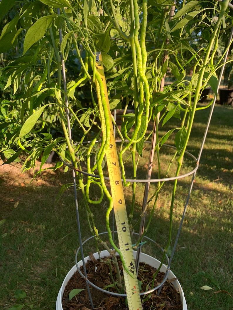 May include: A potted pepper plant with long, green peppers, supported by a wire frame. A yellow measuring tape shows the peppers are approximately 12 inches long. The plant has green leaves and is in a white pot on a grassy surface.