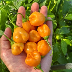 Può includere: Una mano che tiene un mazzo di peperoncini habanero di colore arancione brillante. I peperoncini sono piccoli e rotondi, con una punta leggermente appuntita. Sono tutti maturi e pronti per essere utilizzati in cucina.