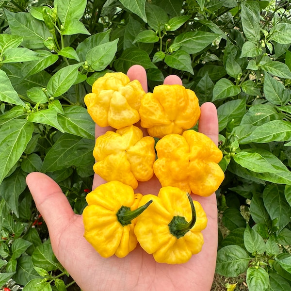 Semillas de pimiento KS Lemon Starburst