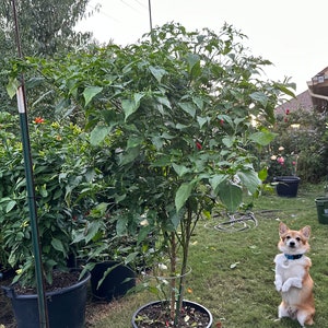 Xiêm Xanh Pepper Seeds