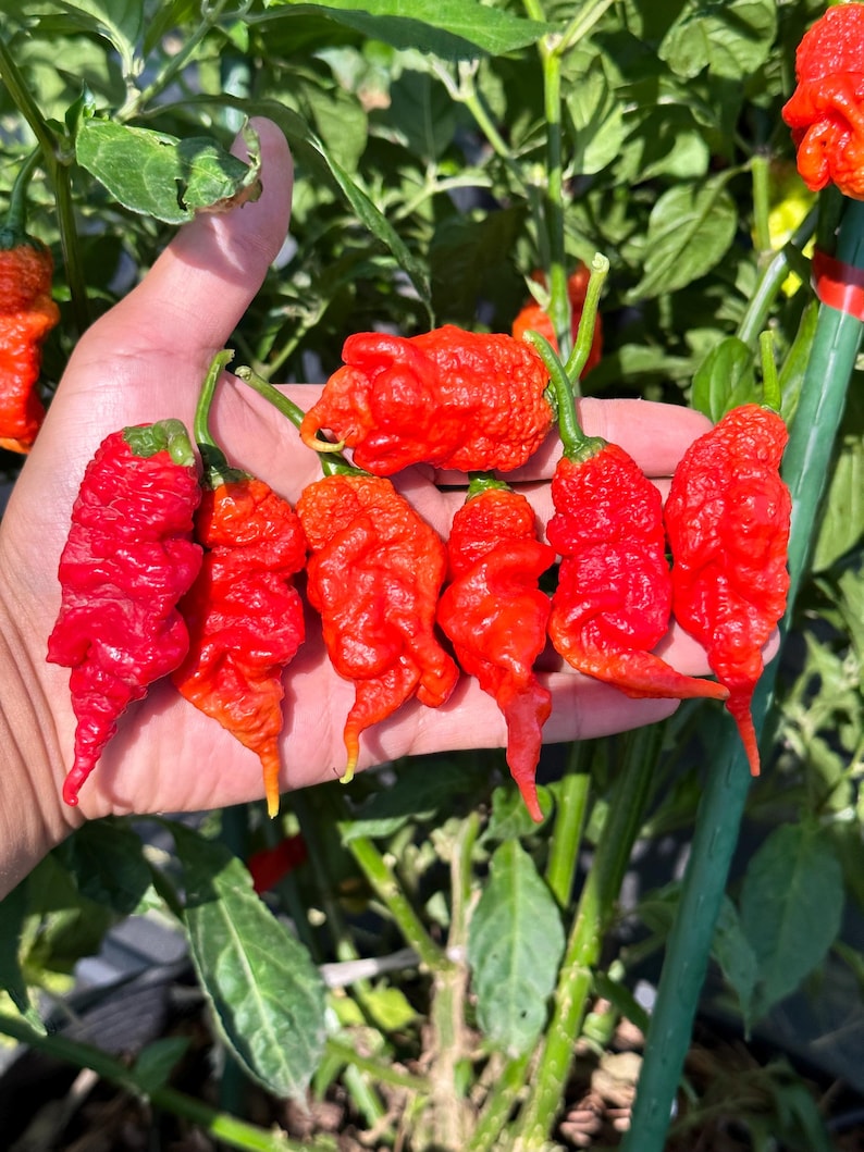 Tiberius Mauler Red Pepper Seeds - Etsy