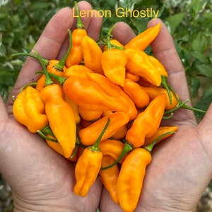 Lemon Ghostly Pepper Seeds