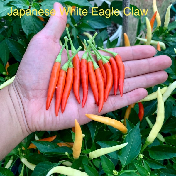 Japanese White Eagle Claw Pepper Seeds