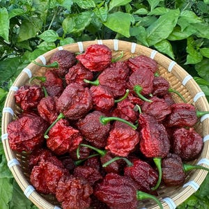 May include: A woven basket overflowing with ripe, red peppers. The peppers have a wrinkled texture and green stems, contrasting with the light brown basket. Lush green foliage forms a backdrop, suggesting a garden harvest.