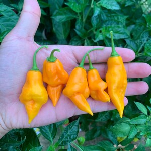 Yellow UFO Pepper Seeds