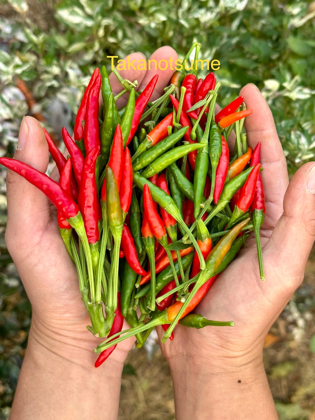 Takanotsume Pepper Seeds Etsy