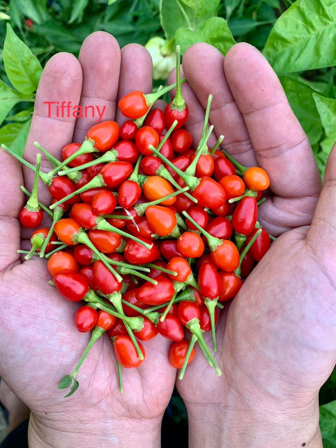 Tiffany Pepper Seeds Etsy