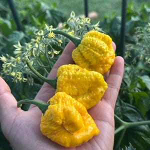 7 Pot Yellow Pepper Seeds