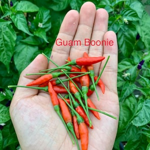 Guam Boonie Pepper Seeds
