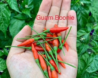 Guam Boonie Pepper Seeds