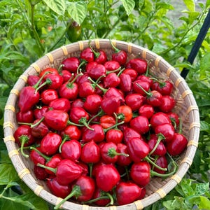 Op de afbeelding: Een ronde, gevlochten bamboe mand gevuld met talloze kleine, glanzende, felrode chilipepers. Elke peper heeft een gladde, ronde vorm met een klein groen steeltje eraan. De mand staat tegen een achtergrond van groene bladeren van de plant.