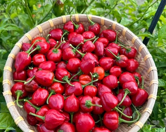 Peppadew Pepper Seeds