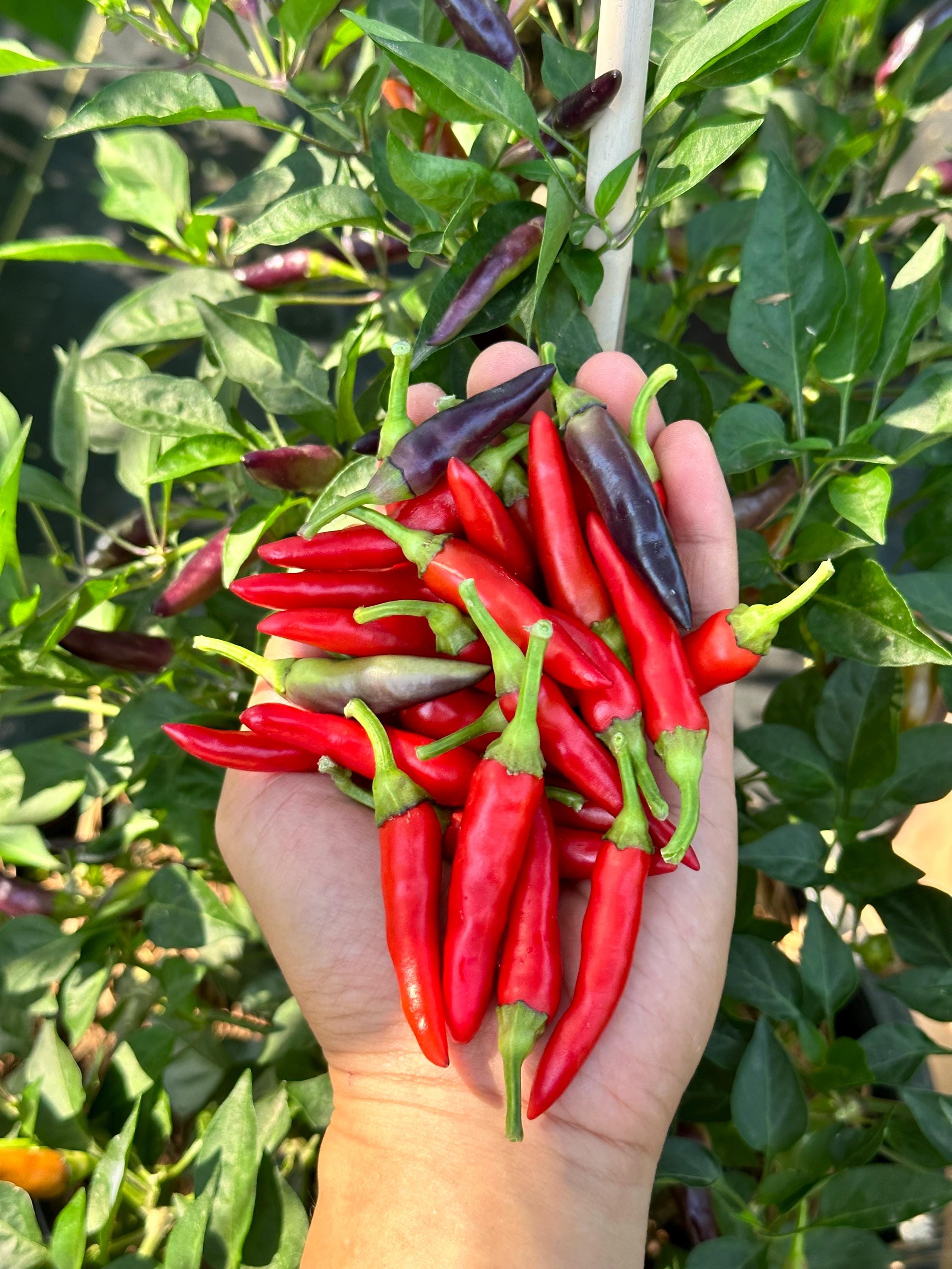 Sparkler X Garda Firework Purple Pepper Seeds - Etsy